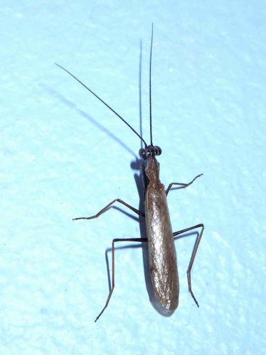 Amantis sp.